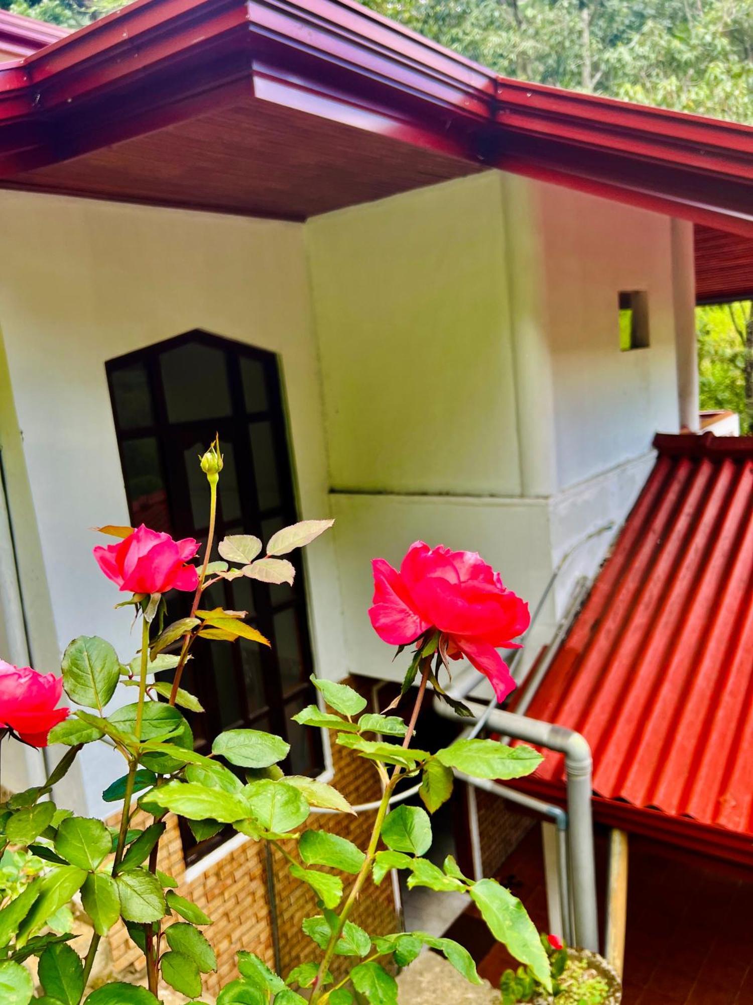 Pineview Lodge Procida Dış mekan fotoğraf